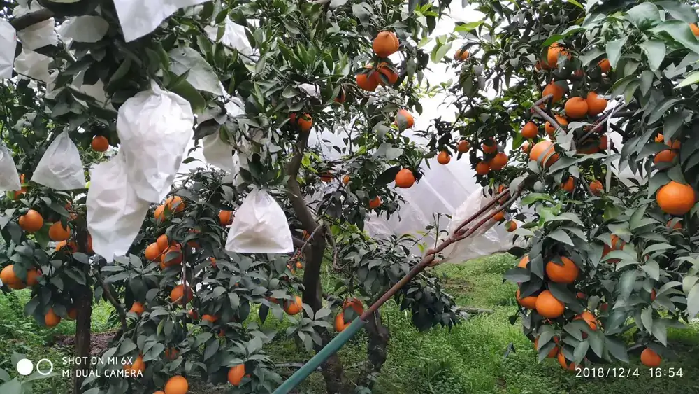 china mandarin orange