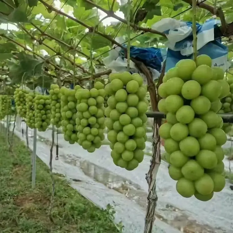 Shine Muscat (Grape) - Image 4