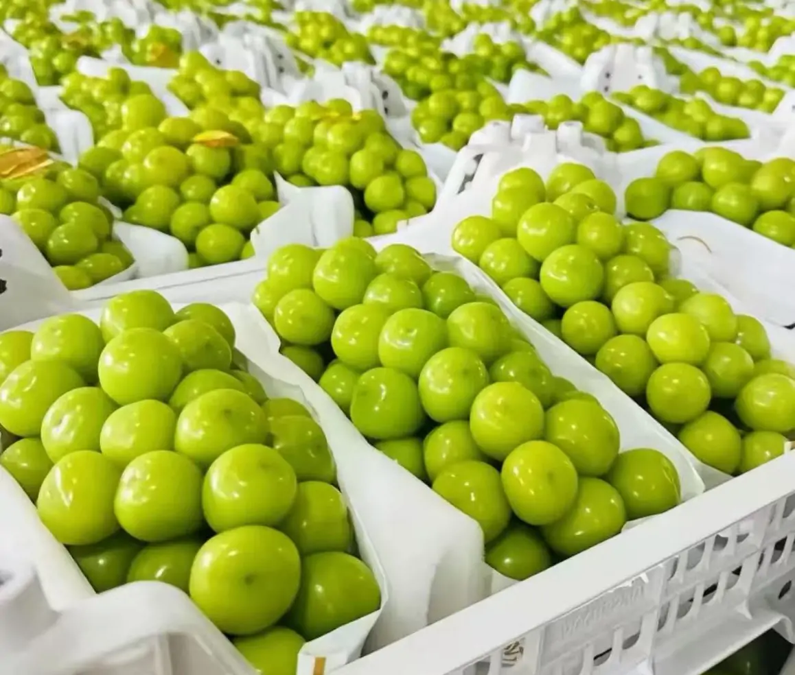 shine muscat grapes export market global trade