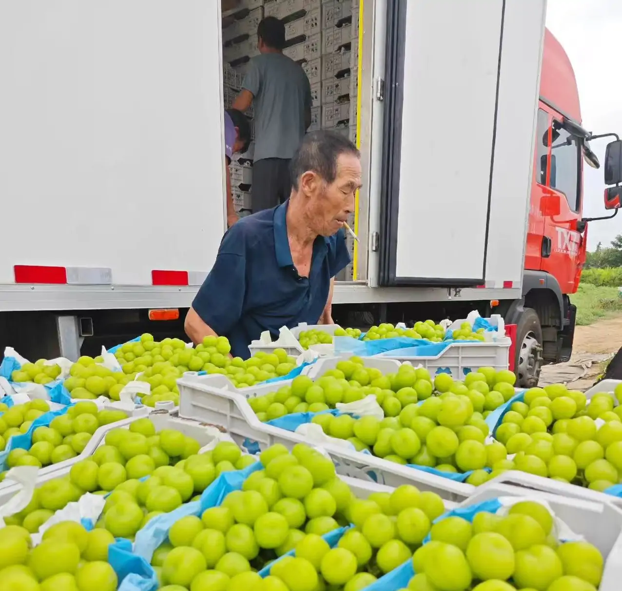 shine muscat grapes fresh fruit promotion display