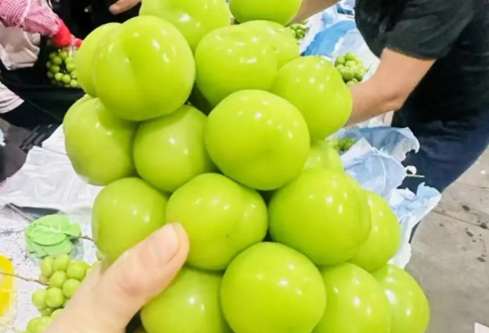 shine muscat grapes ripe and ready to eat1