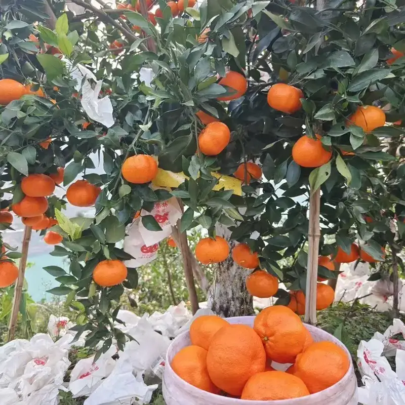 Kanpei(Mandarin Orange) - Image 4