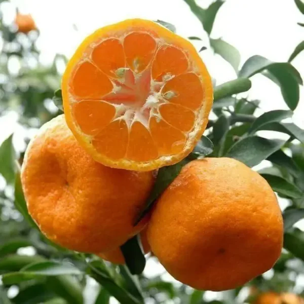 Ponkan (Mandarin Orange)|Power Link Fruit Co.,Ltd