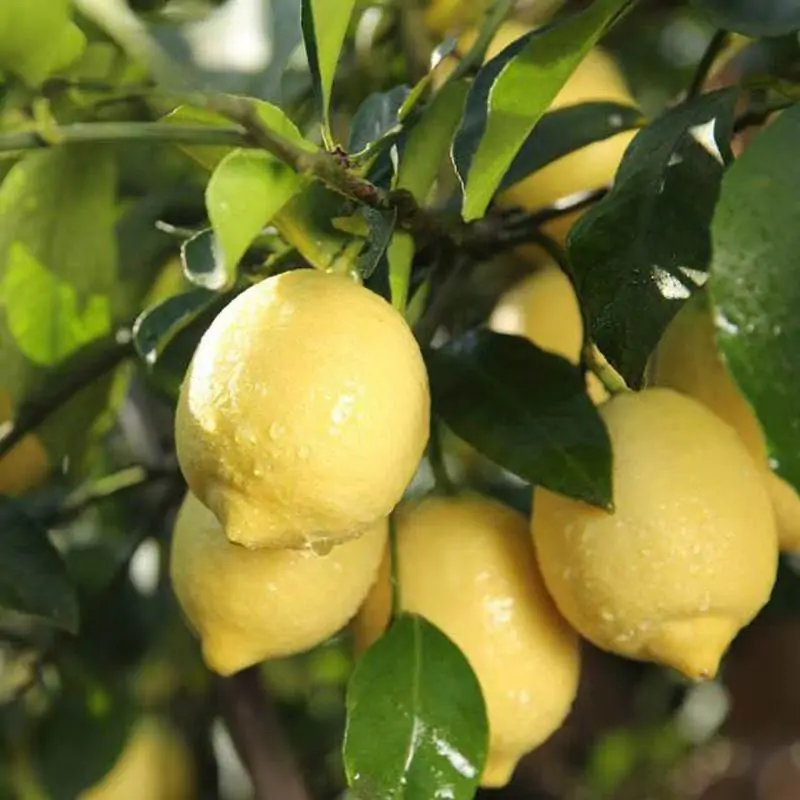 China Lemon