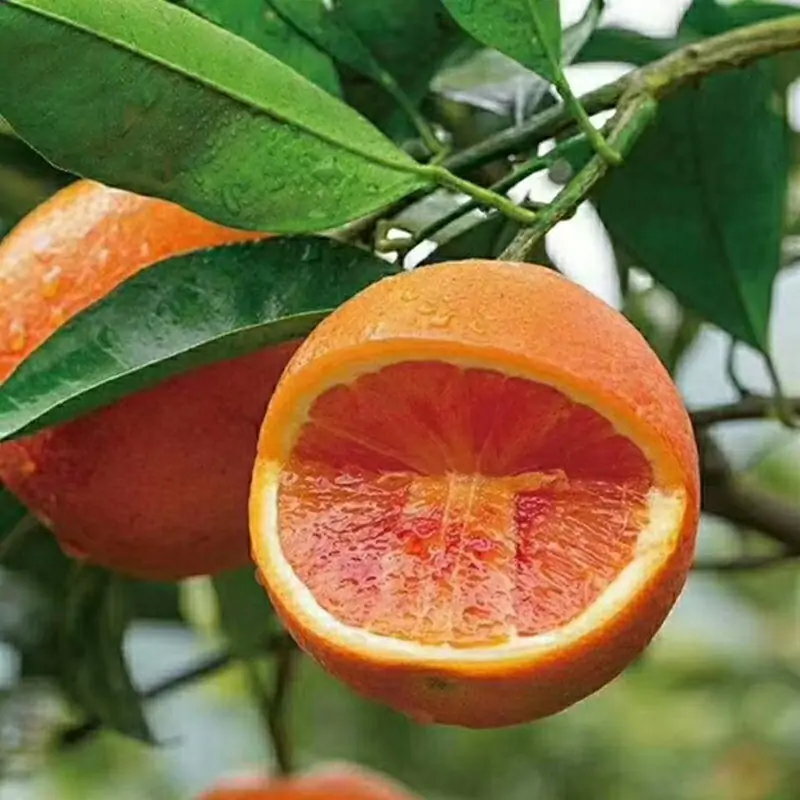 fresh blood orange