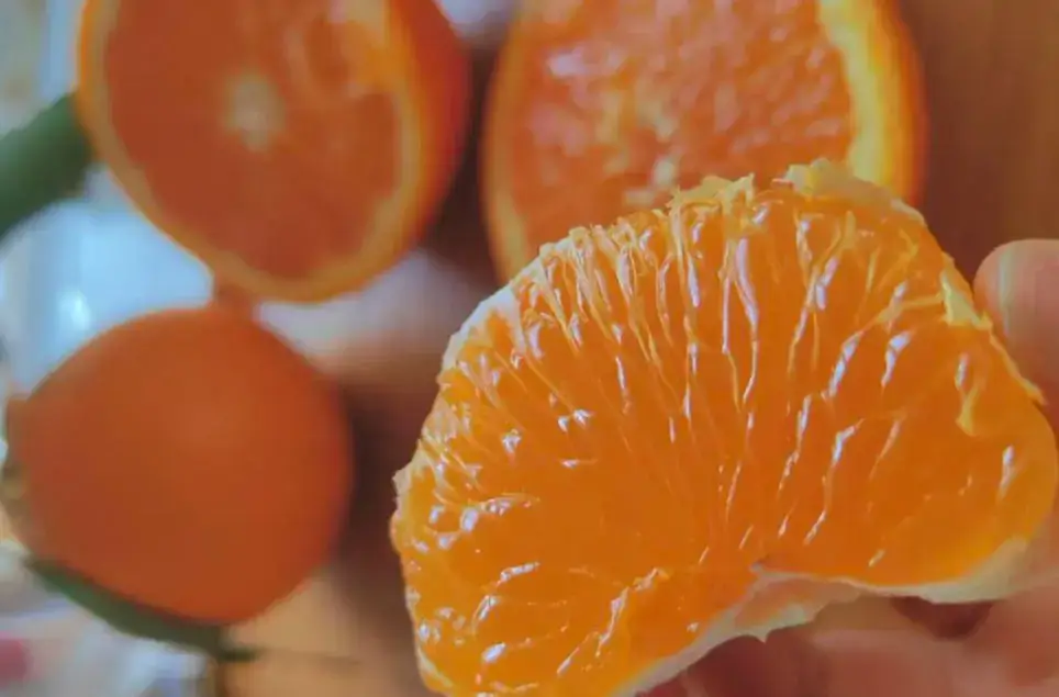 Kiyomi mandarin orange