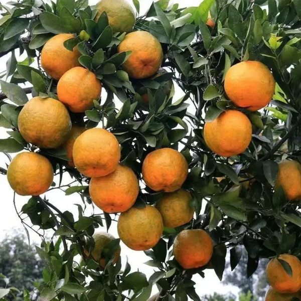 Ponkan (Mandarin Orange)|Power Link Fruit Co.,Ltd