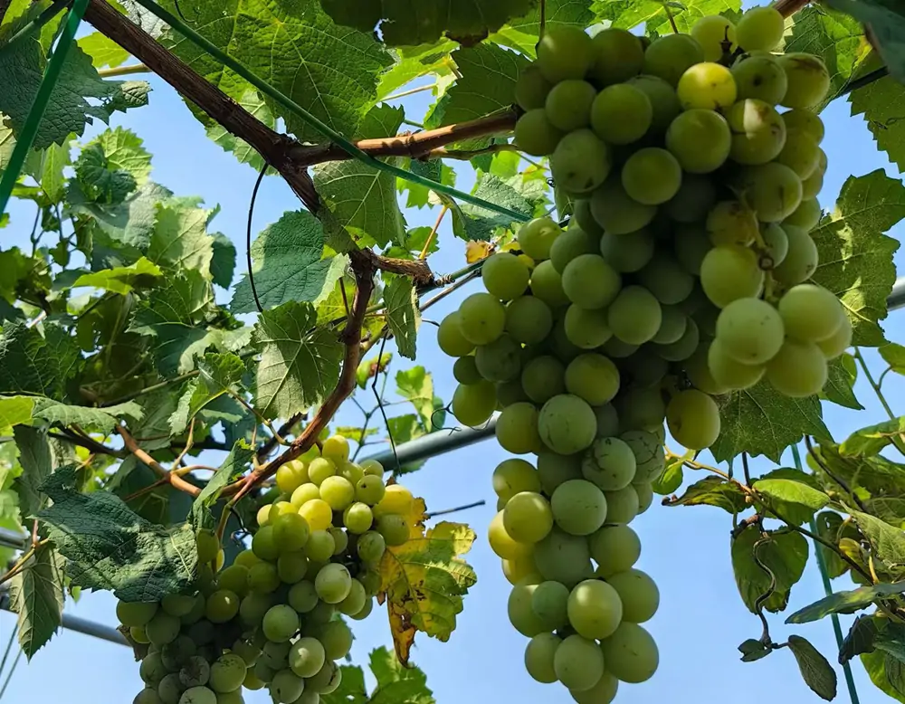 shine muscat grape