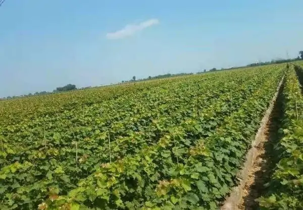 fresh shine muscat grape