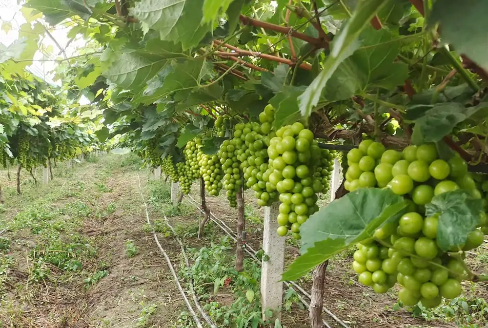 Fresh shine muscat grapes