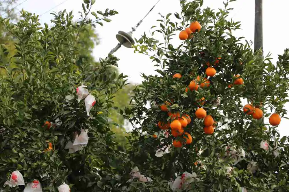 china mikan mandarin orange