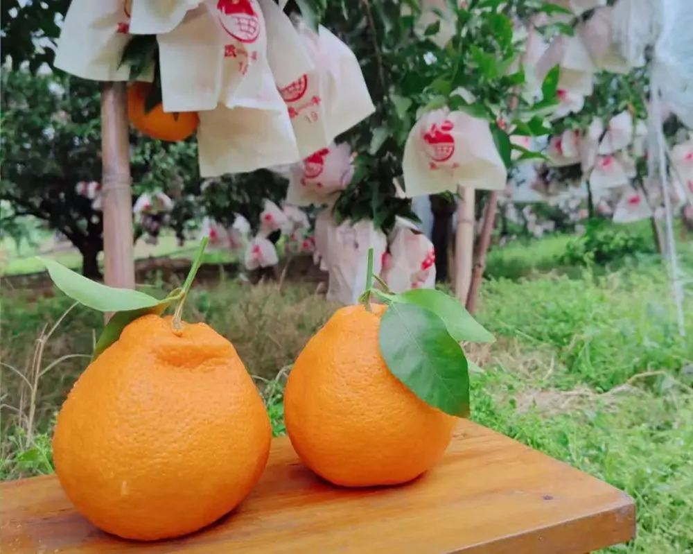 hybrid citrus fruit native to china