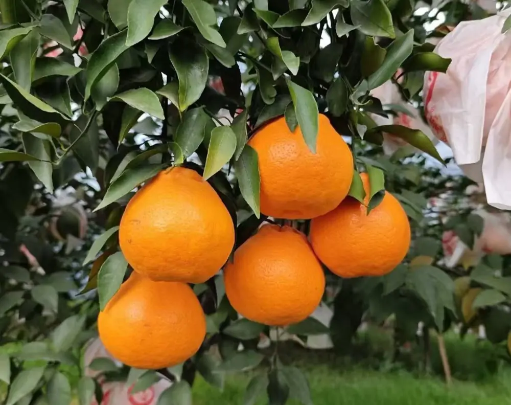 japanese mikan