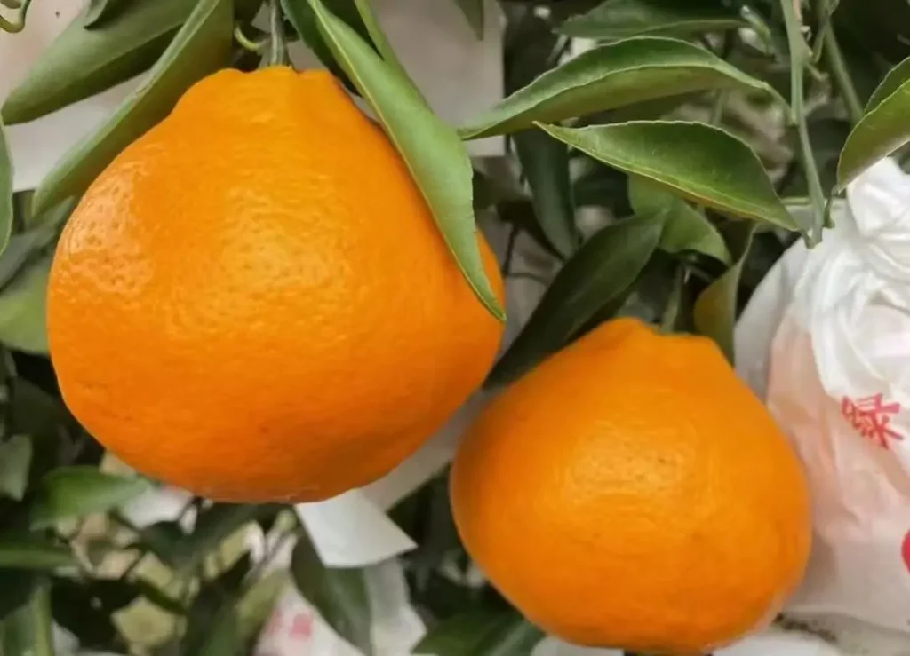 jeruk papagan dekopon