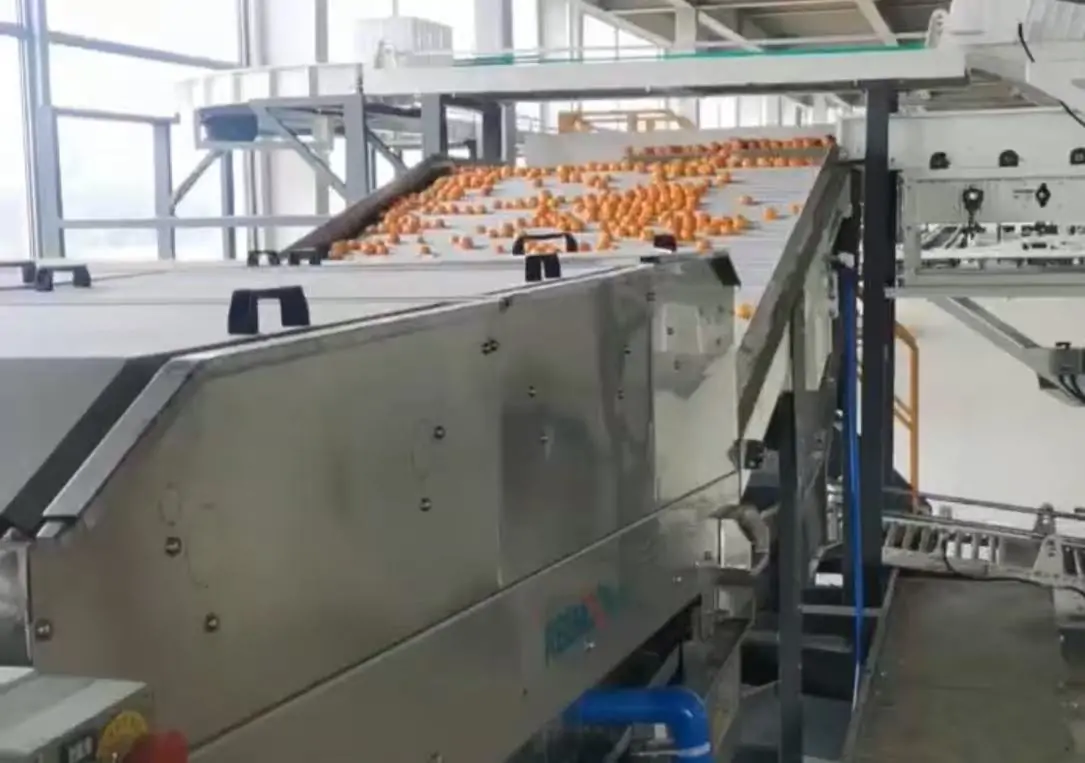 mandarin orange in chinese