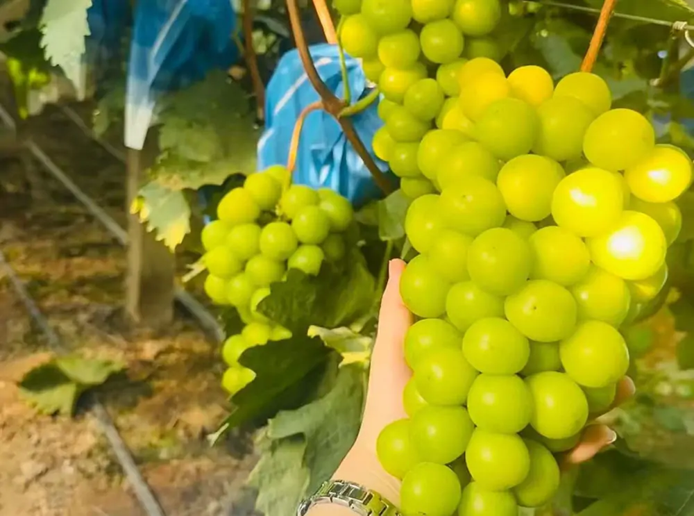 shine muscat grapes where to buy