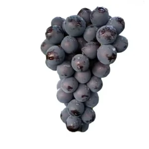 Summer Black grapes