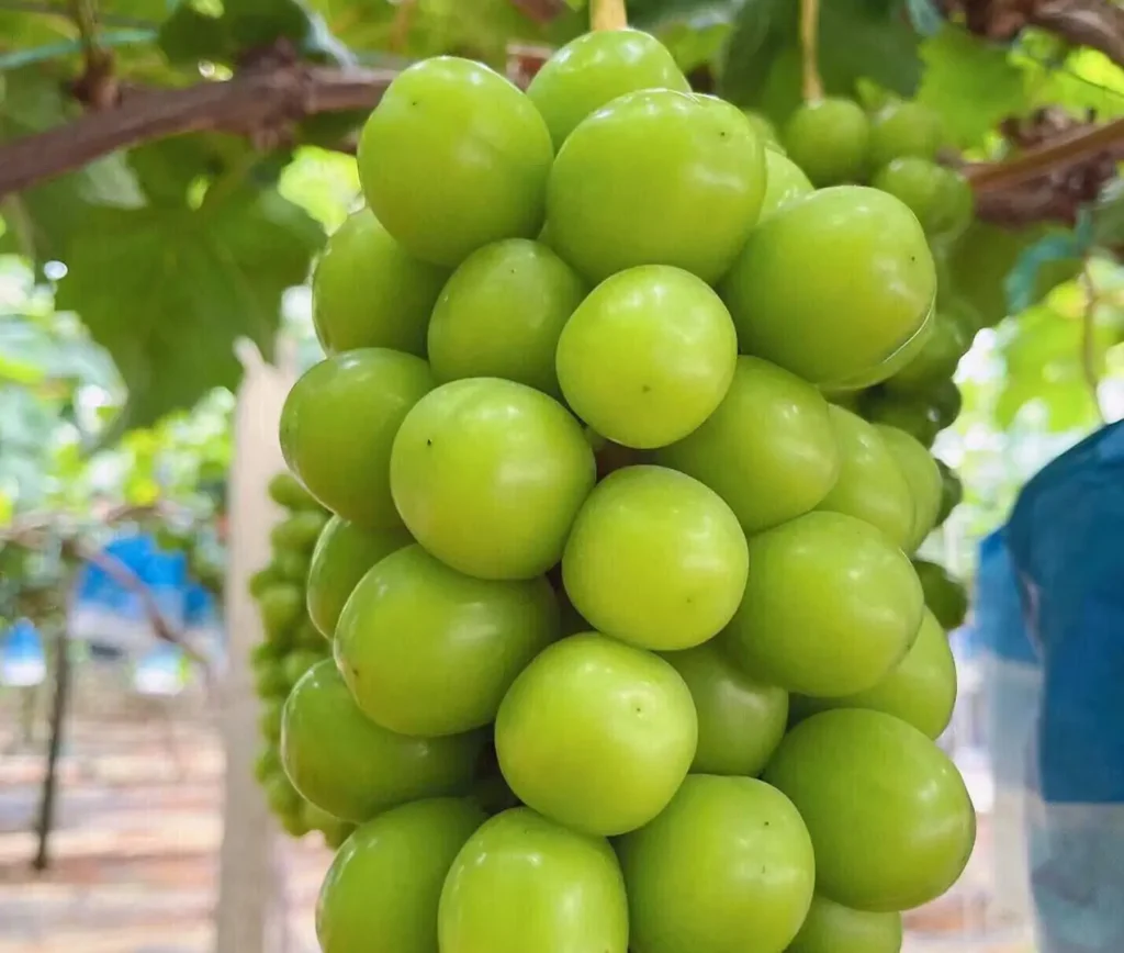 china-high-quality-green-grapes