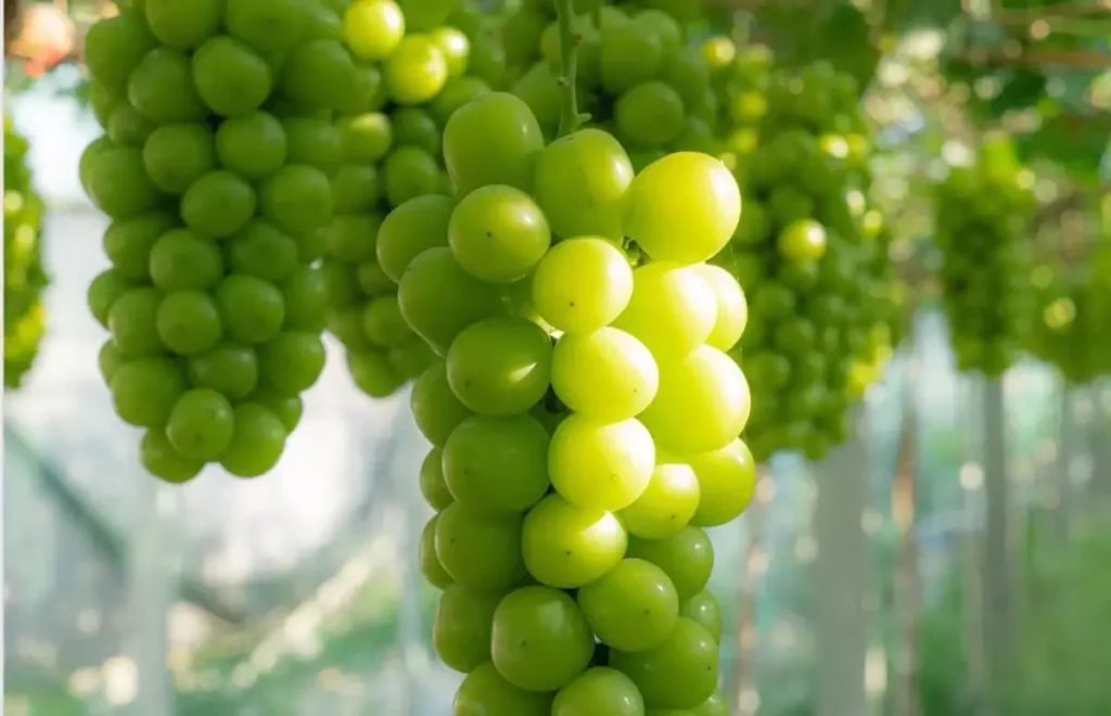 export quality shine muscat grapes china supplier