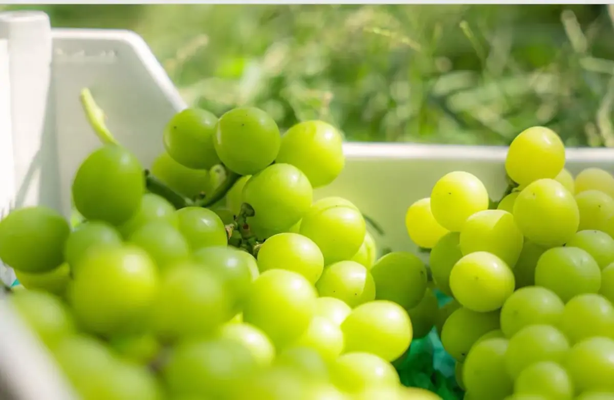 fresh shine muscat grapes premium seedless green grapes close up