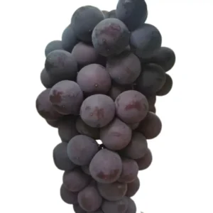 kyoho grapes