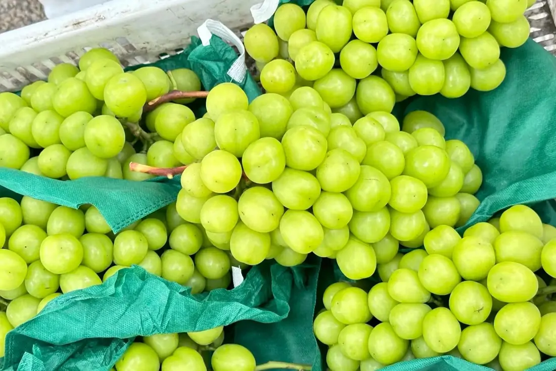 premium shine muscat grapes in box ready for export