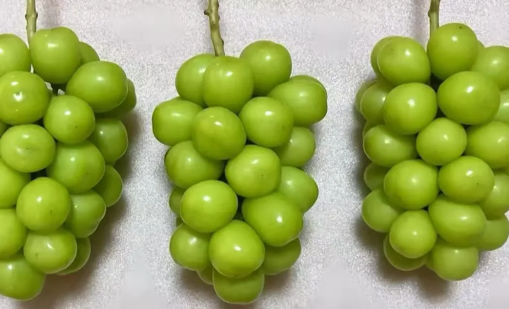 shine muscat grapes growing on vine vineyard china