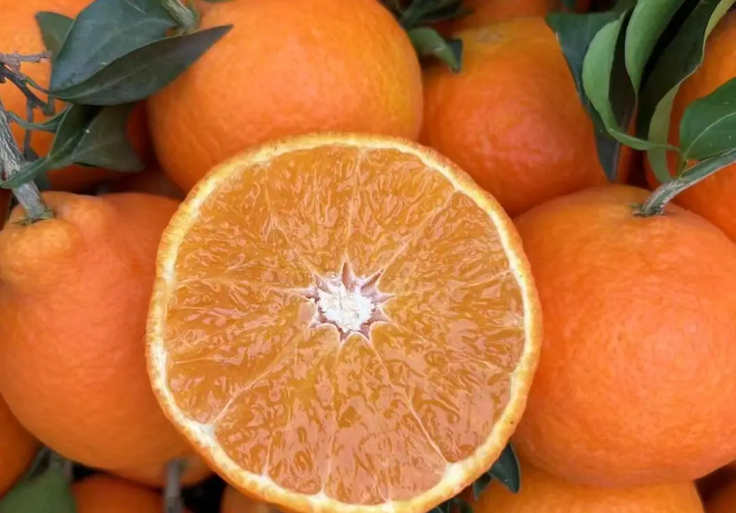 Ehime 38 Jelly orange wholesale