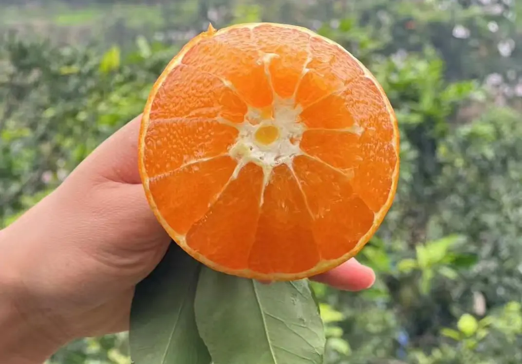 Ehime Jelly orange China exporter