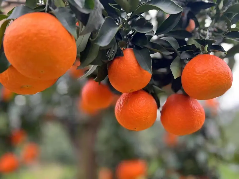 China Ehime Jelly Orange Wholesale Supplier