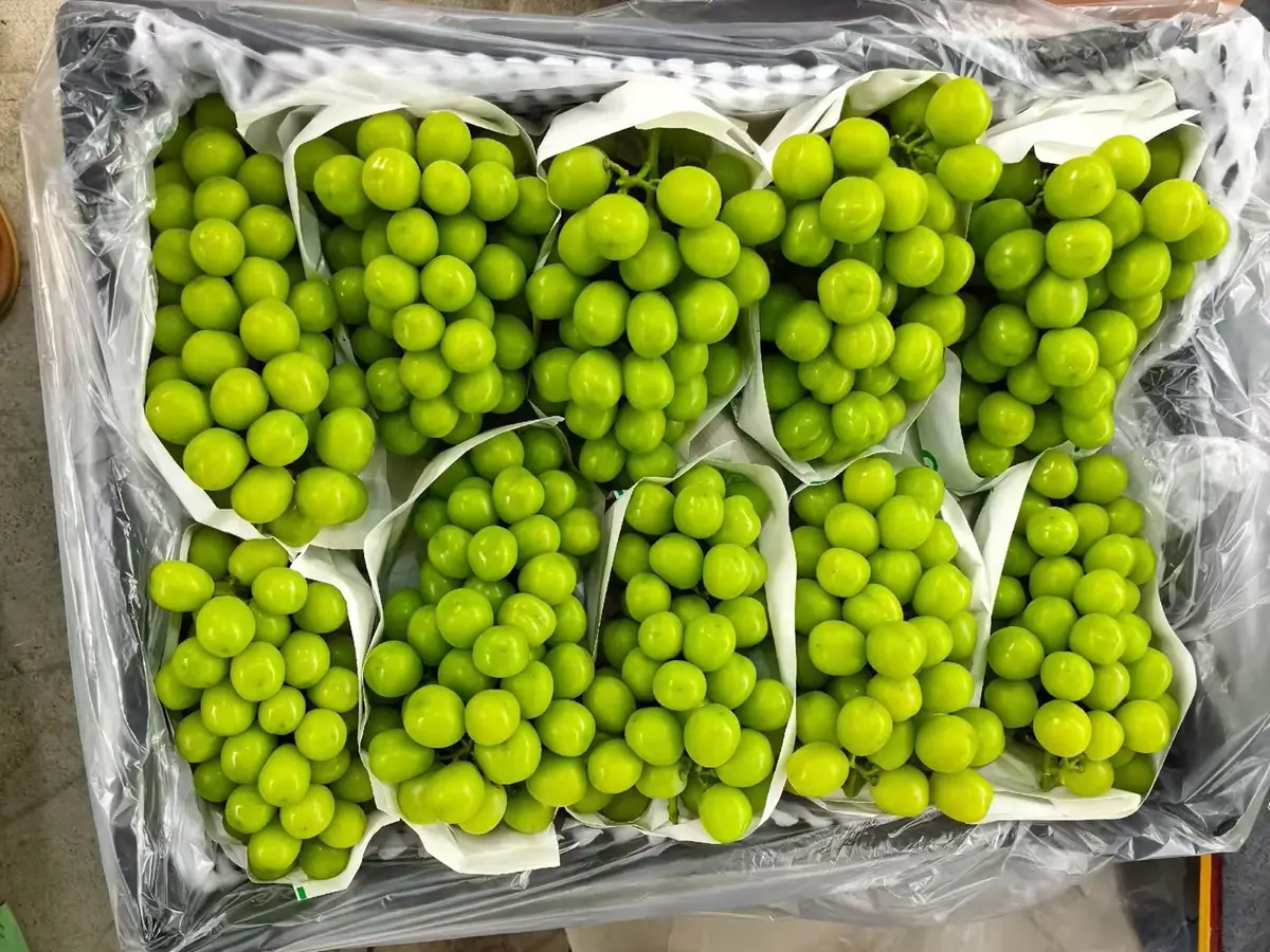 fresh shine muscat grapes juicy pulp close up