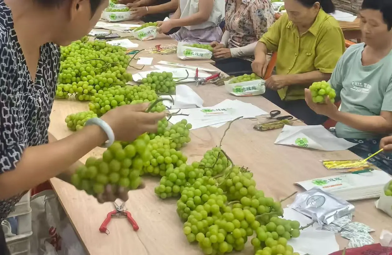 fresh shine muscat grapes packed for shipping