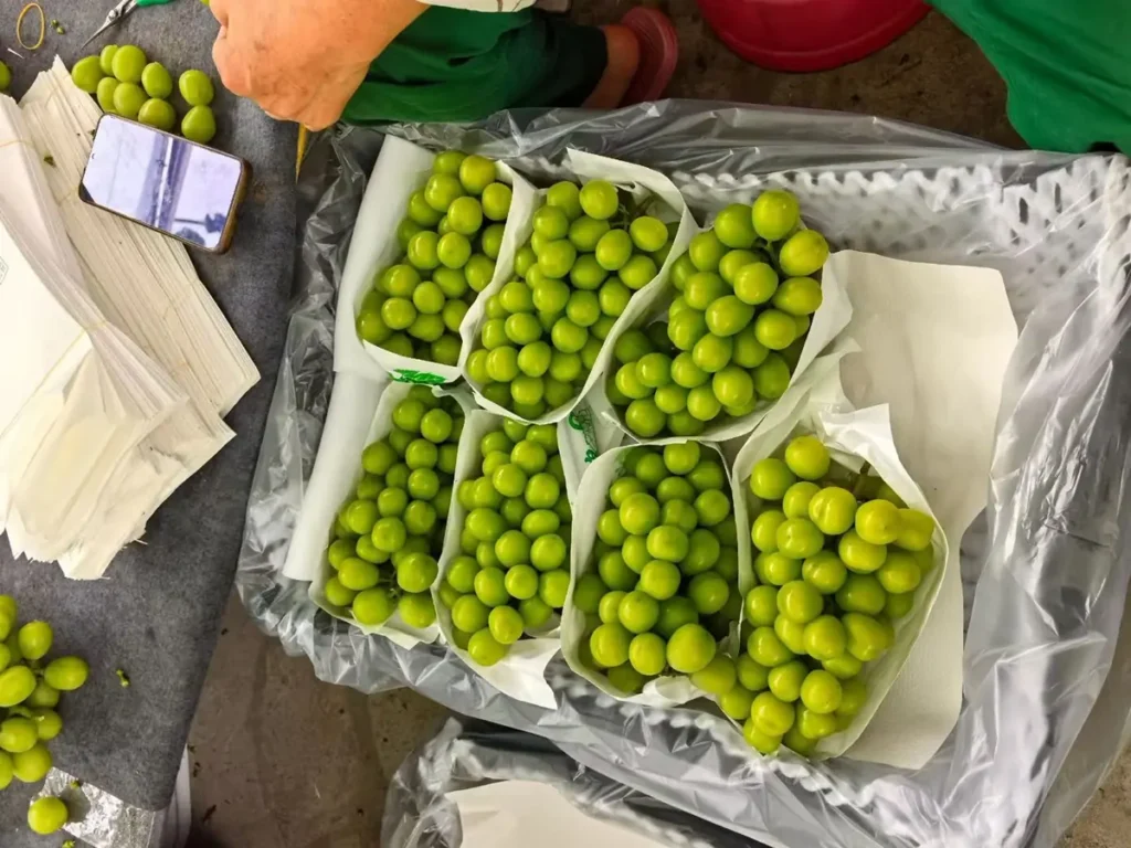large size shine muscat grapes juicy and sweet