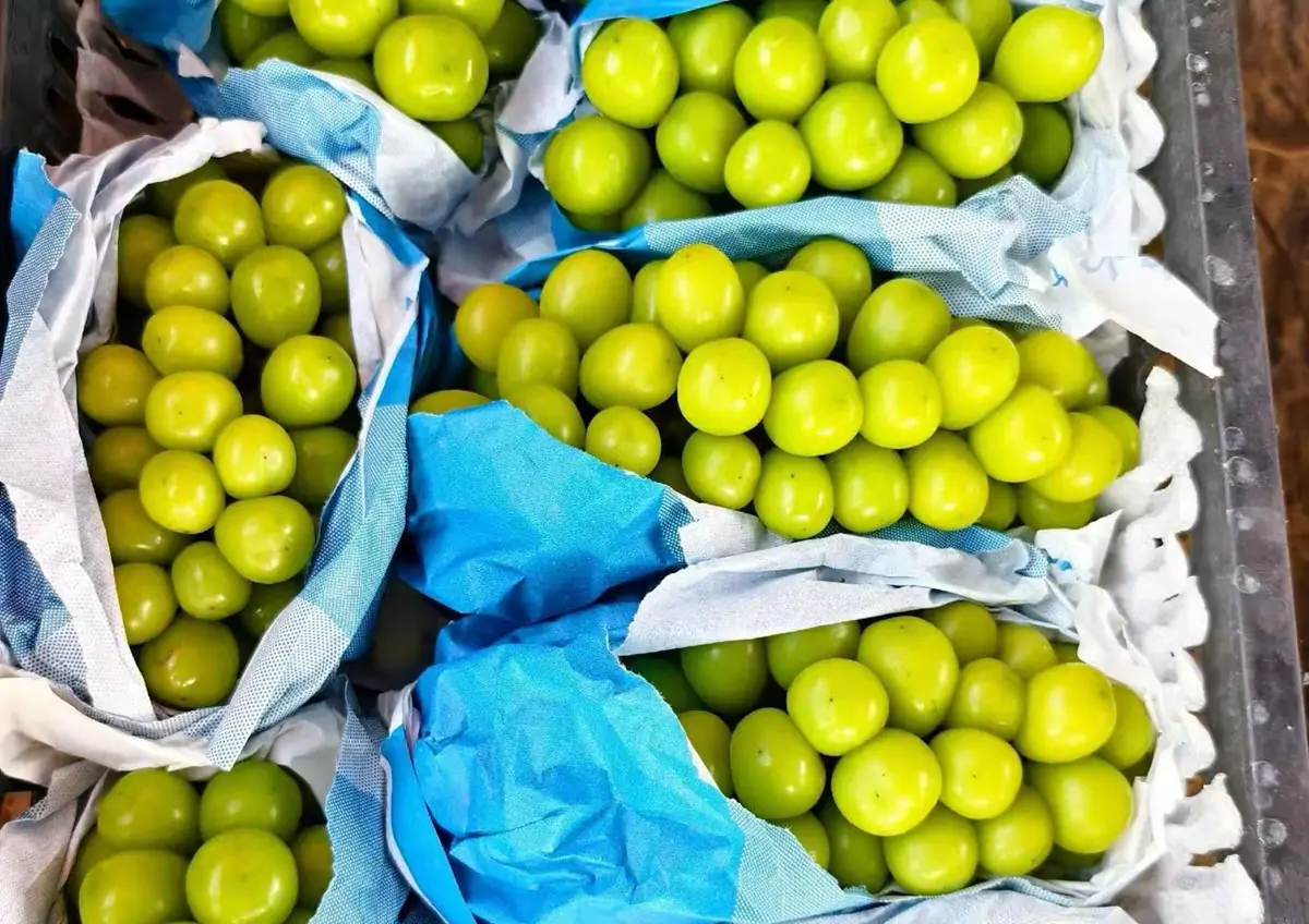 shine muscat grapes box ready for export market