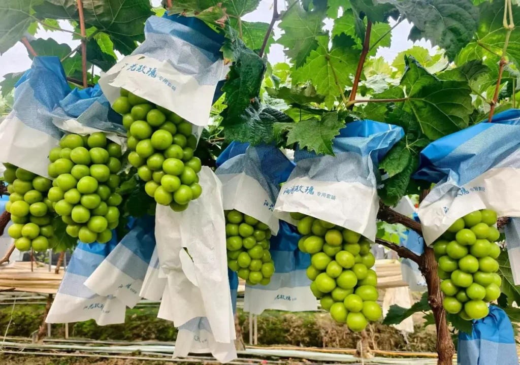 shine muscat grapes china fruit market sale