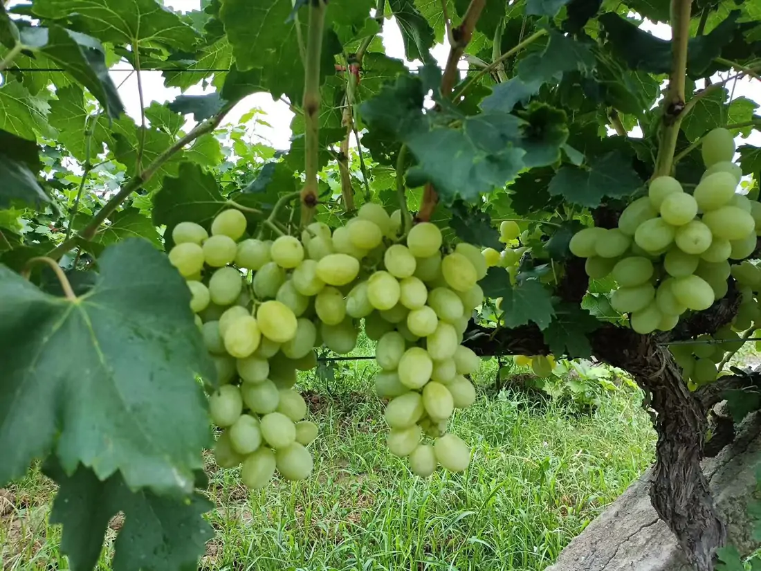 shine muscat grapes china price export quality