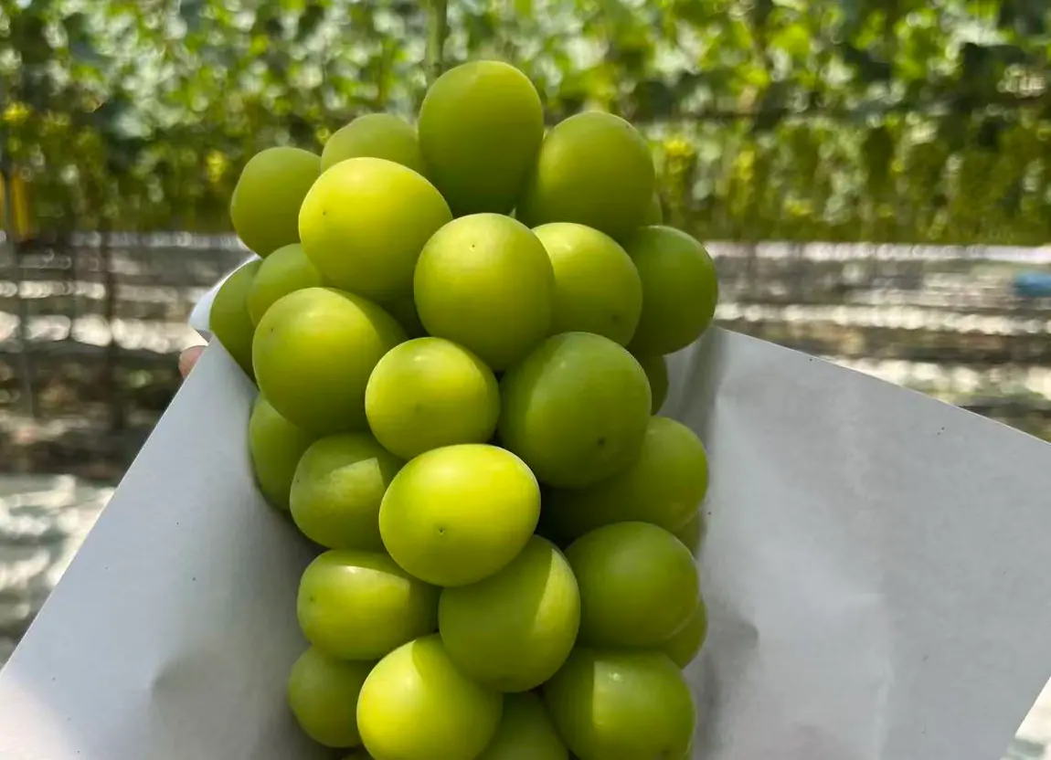 shine muscat grapes high-end retail packaging