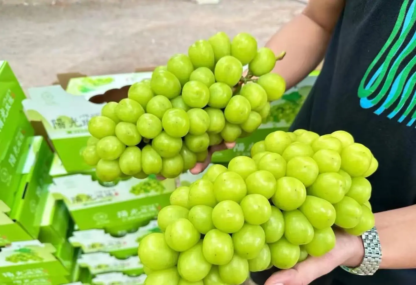 shine muscat grapes wholesale