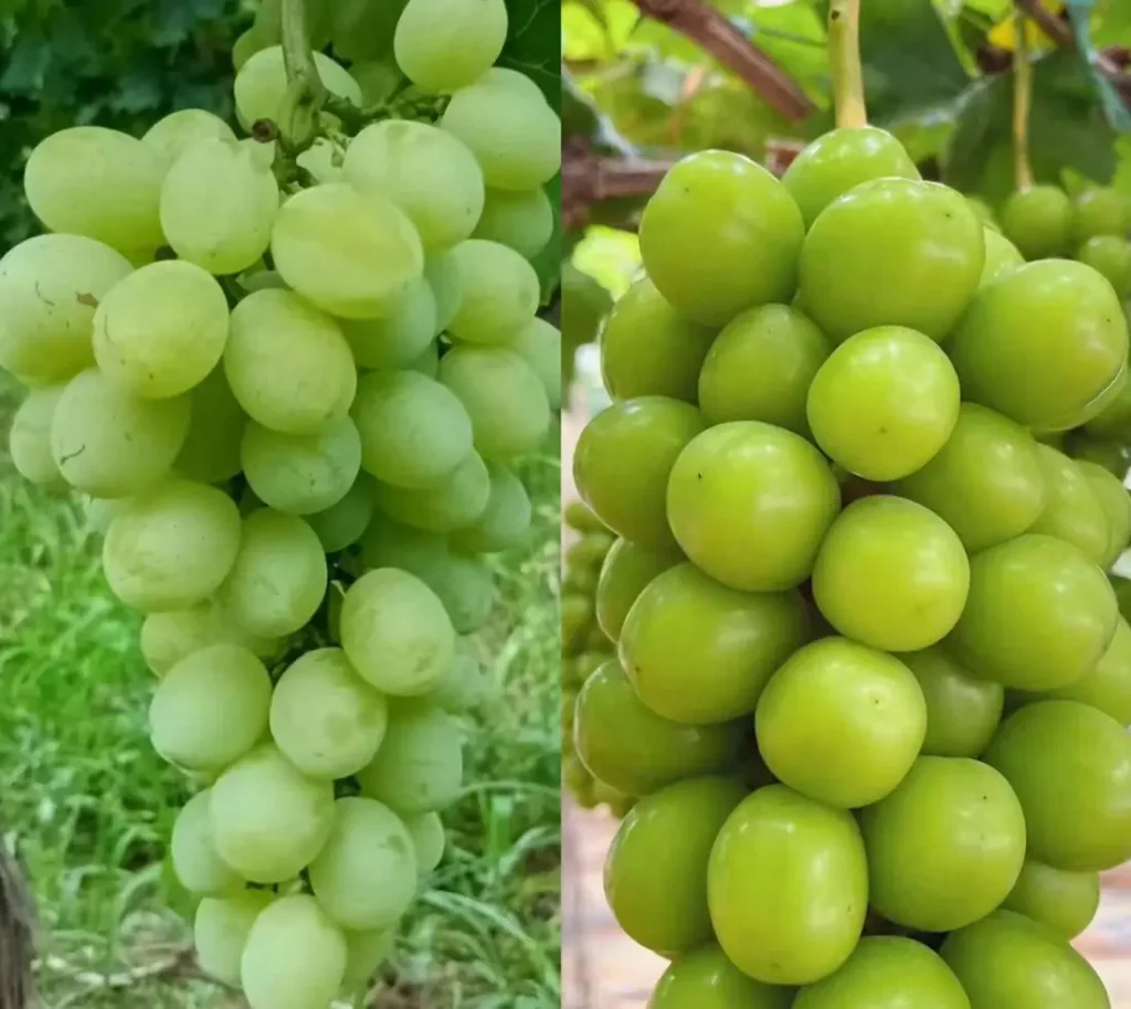 shine muscat vs green grapes