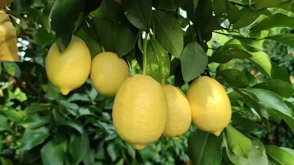 Fresh Anyue Lemon supplier in China for wholesale buyers