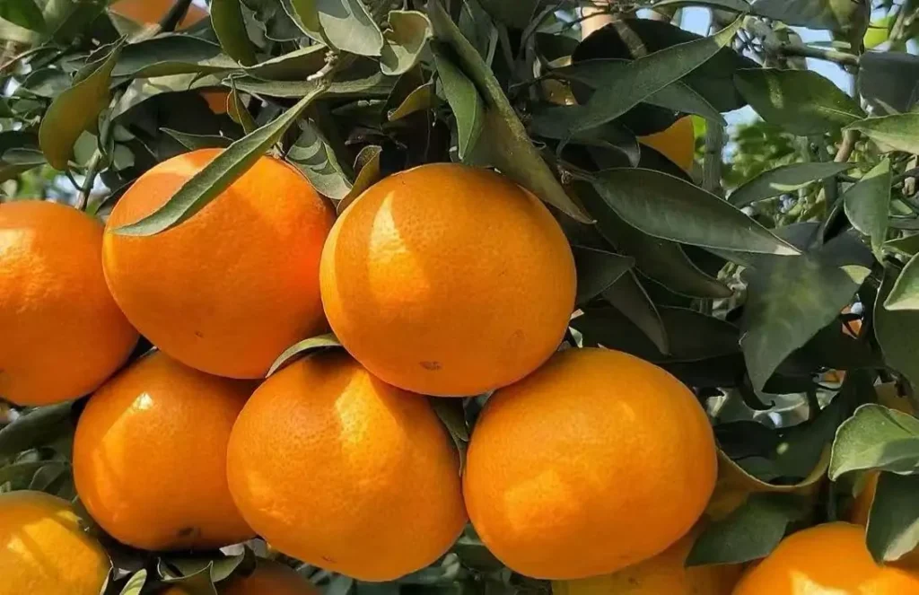 Large-scale Ehime Jelly Orange orchard with healthy trees and abundant fruit production.