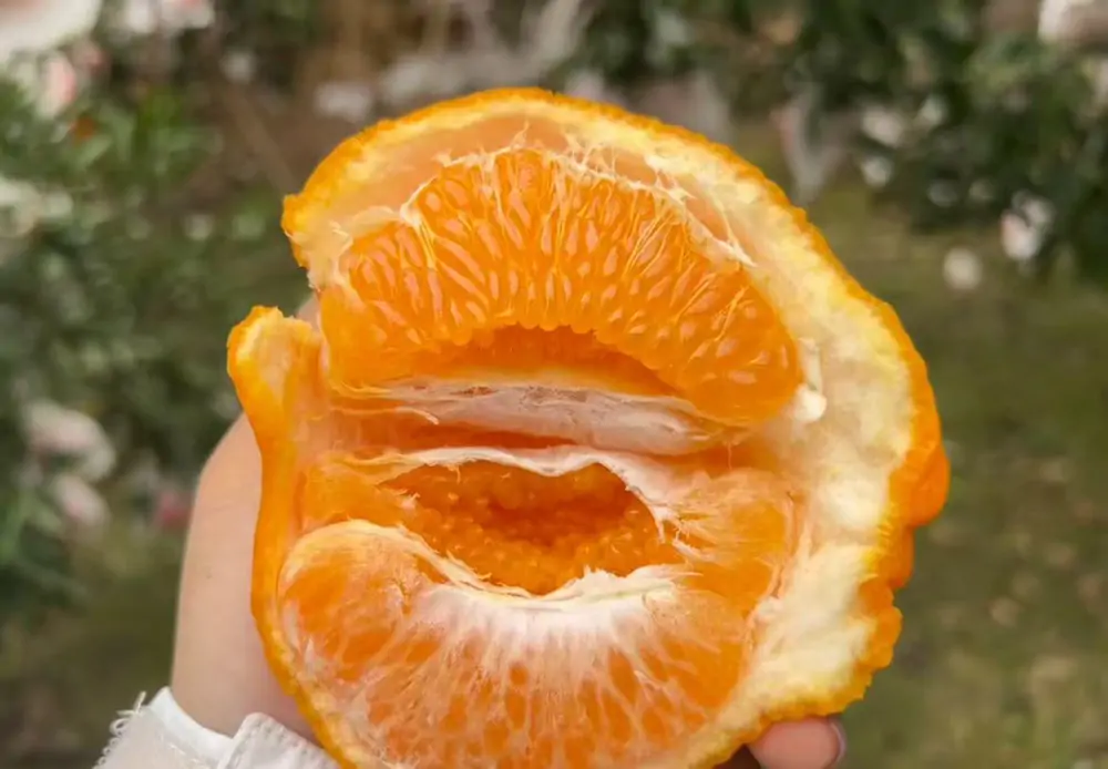 Papa Gan citrus fruit growing in Sichuan orchard China