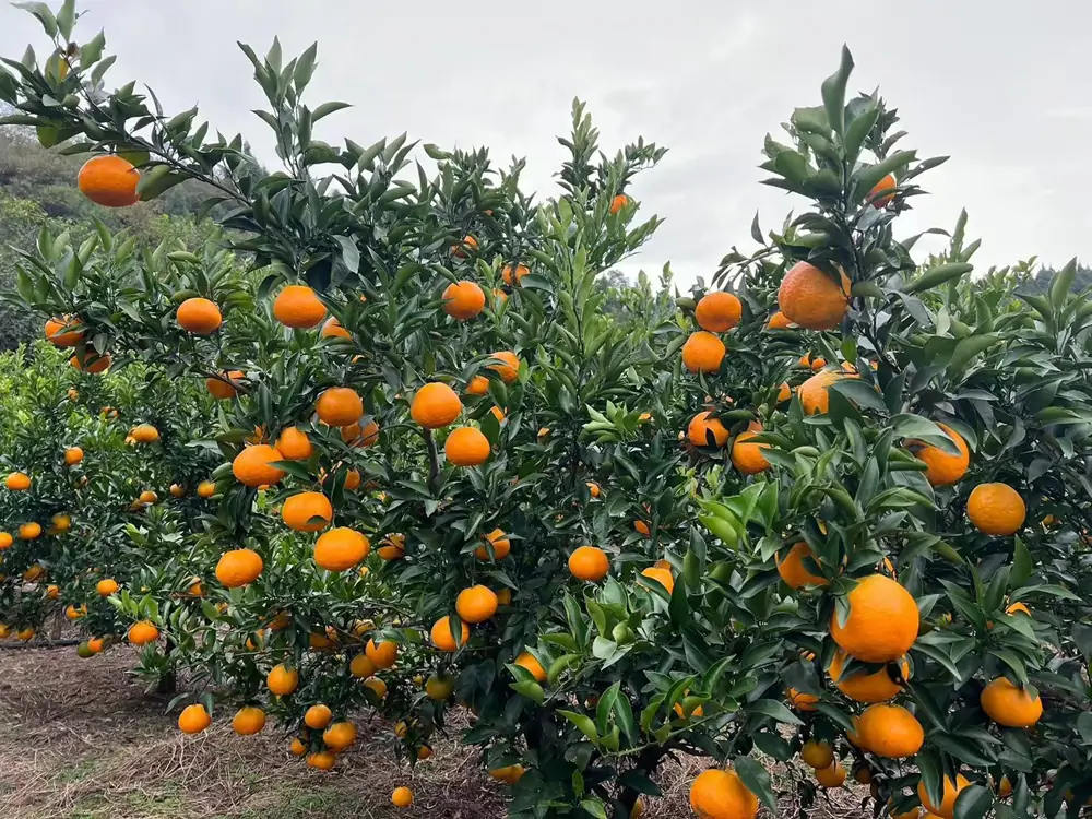Papa Gan citrus orchard in Meishan China