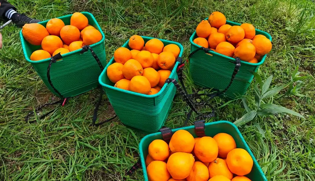 Papa Gan mandarin wholesale supplier in China