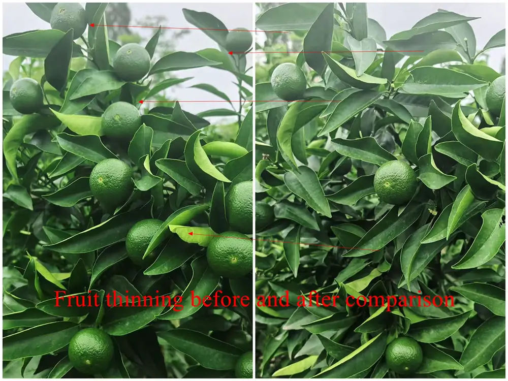 Citrus fruit thinning process in Sichuan China orchard