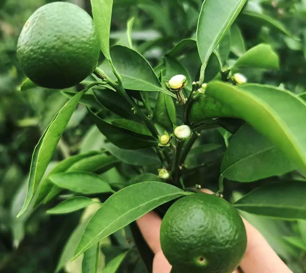 Fresh mandarins sorted before export