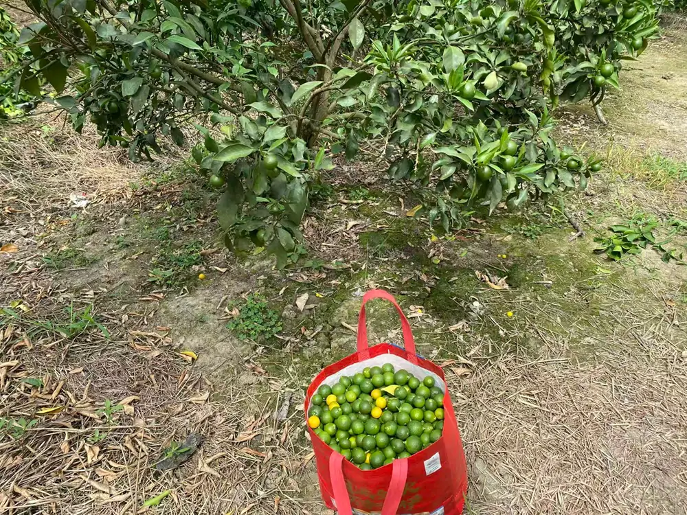Sweet and juicy Chinese mandarin fruit