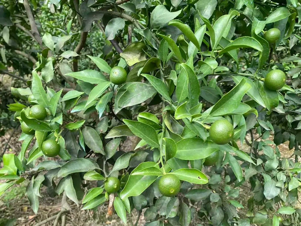 Workers performing fruit thinning in a citrus orchard