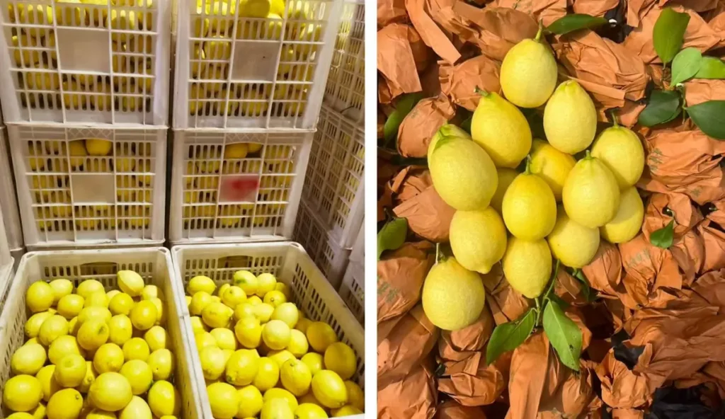chinese-export-lemon
