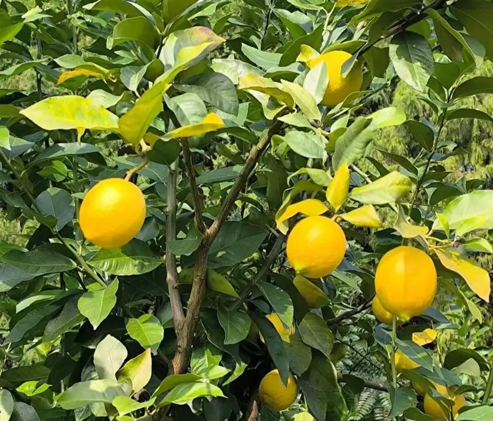 fresh-lemon-from-citruschina
